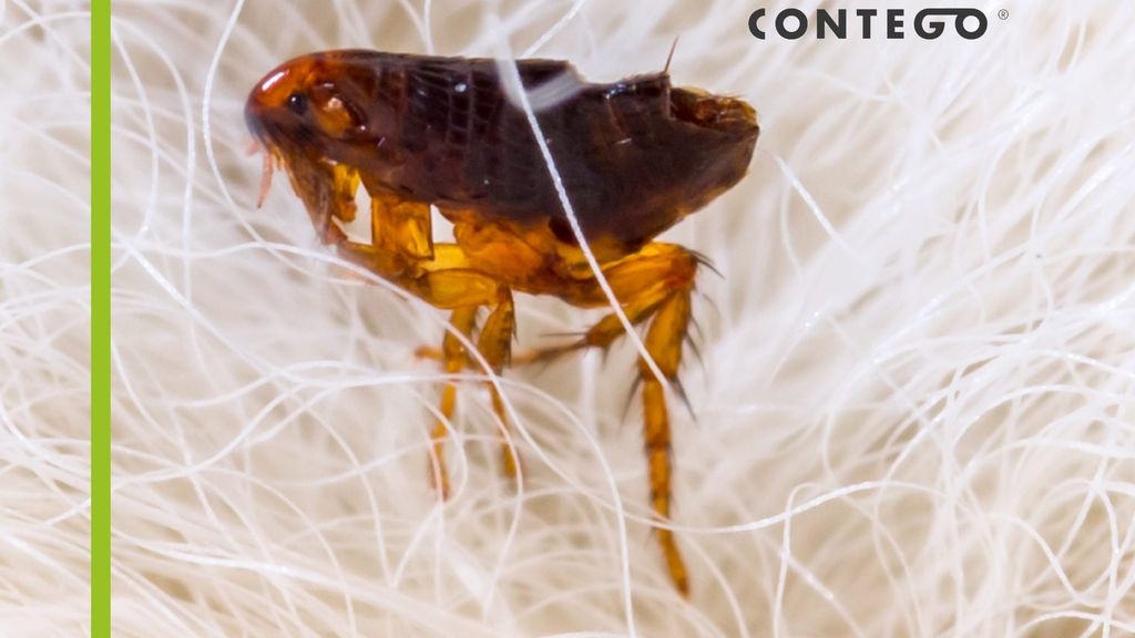 Do Fleas Pose a Danger to My Health?