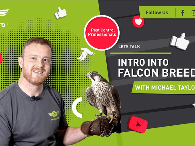 Falcon Breeding - A Quick Introduction