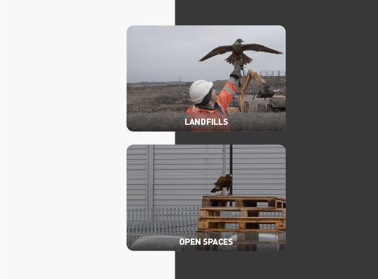 Two images showing a falcon at a landfill and in a car park