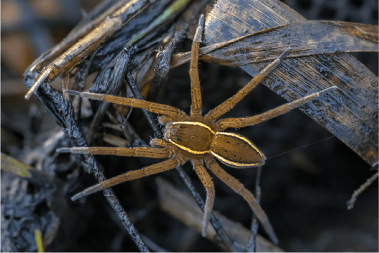 Fen Raft Spider