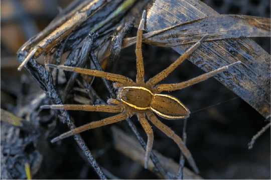 Fen Raft Spider.png