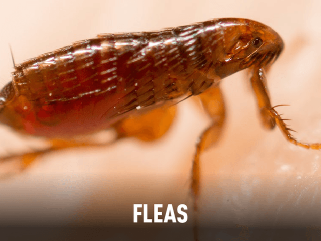 Fleas