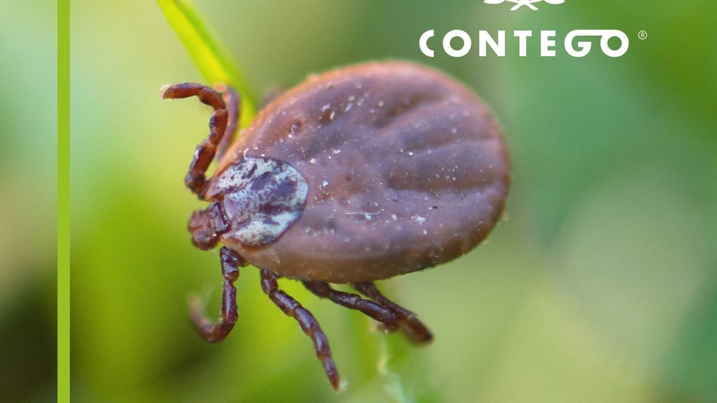 Fleas, Ticks and Mites: Know the Difference