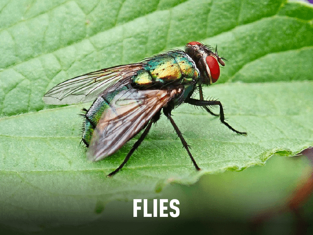 Fly with overlaying text "Flies"