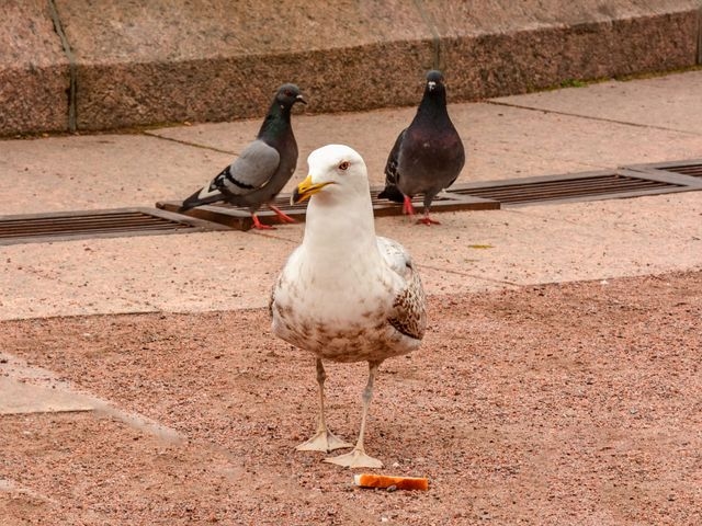 Controlling Gulls In Urban Environments