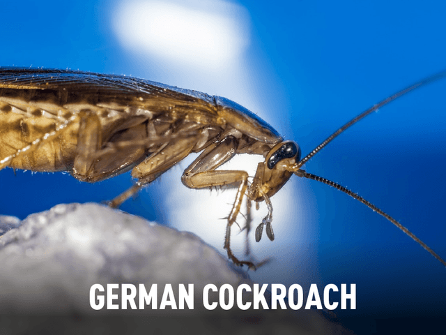 German Cockroach