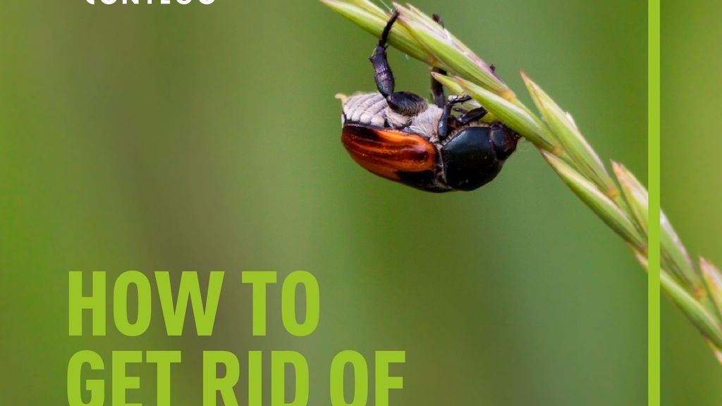 How to get rid of May Bugs | Contego Response