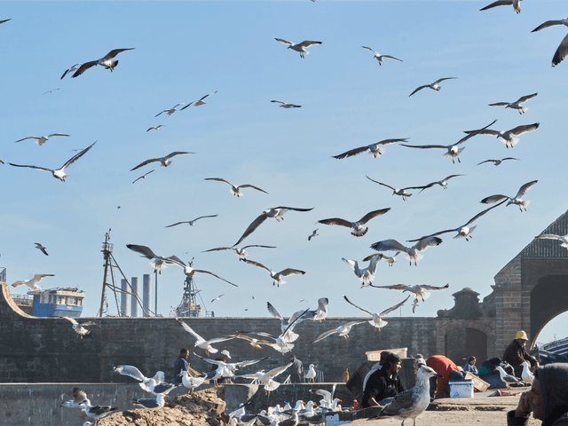 Image of gulls swarming above crowds of people