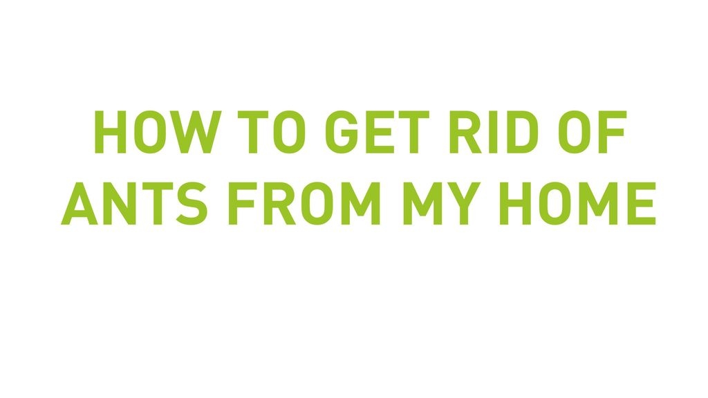 How To Get Rid Of Ants From My Home