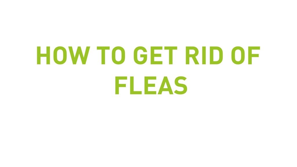 How To Get Rid Of Fleas