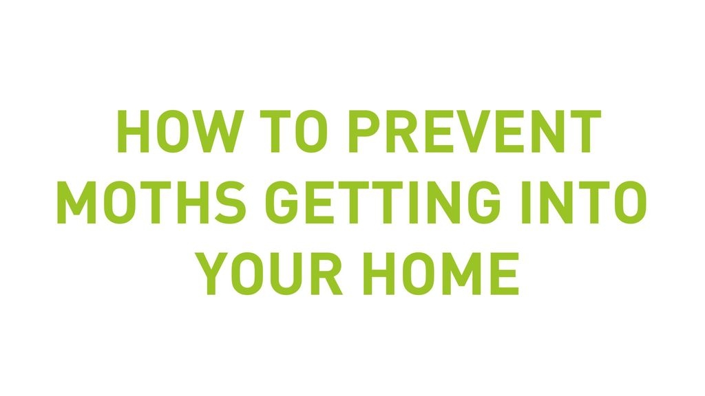 How To Prevent Moths From Getting Into Your Home