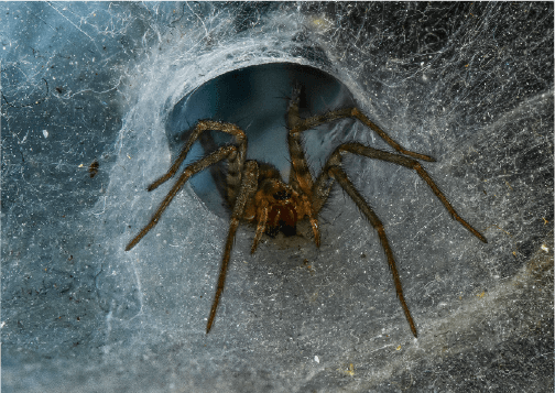 House Spider.png