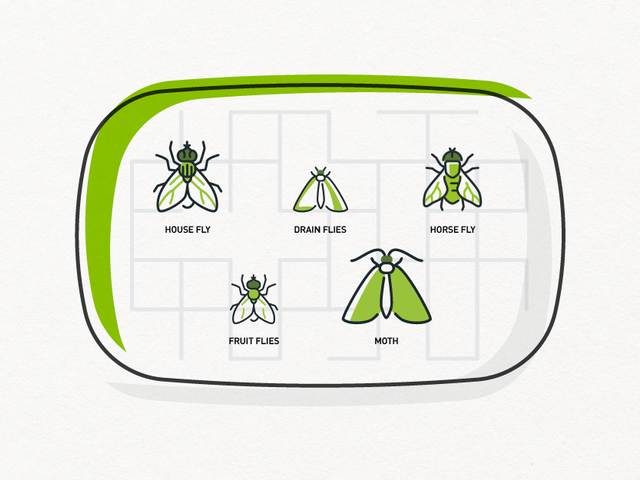 Illustration of types of fly 