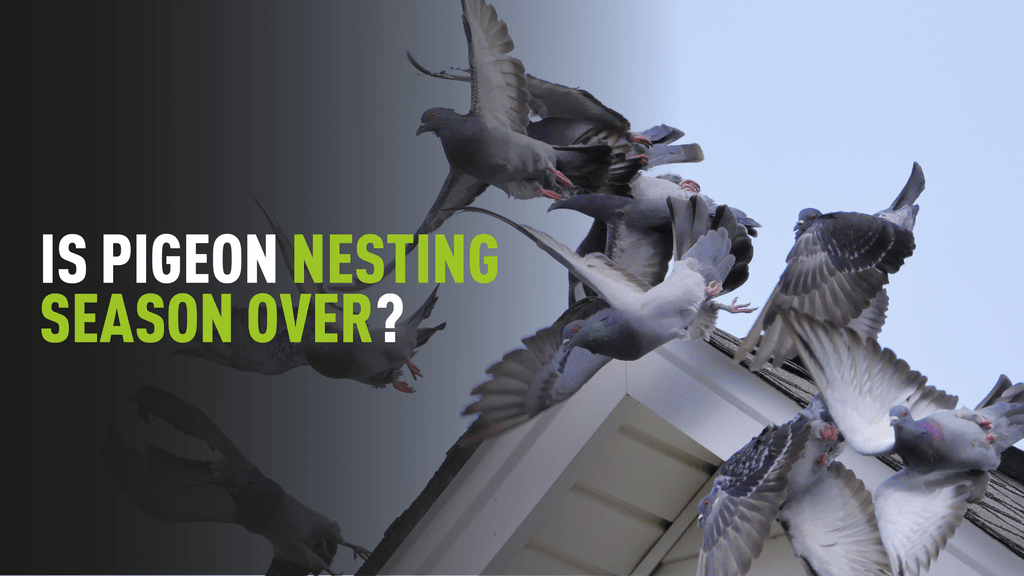 Group of pigeons taking flight from a house roof top with text overlaying which says "Is pigeon nesting season over?"