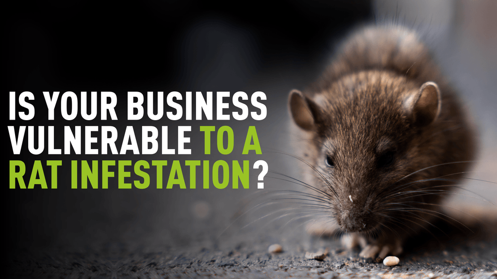 Rat eating with overlaying text "Is your business vulnerable to a rat infestation"