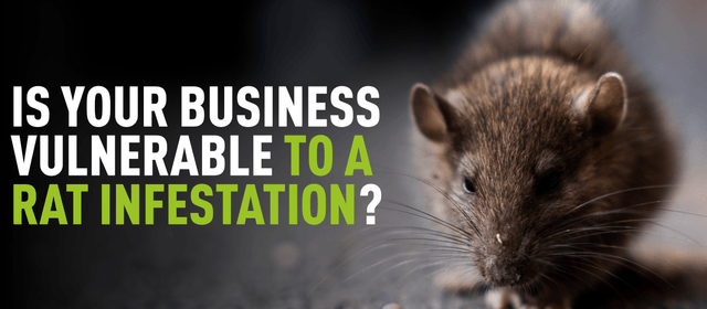 Rat eating with overlaying text "Is your business vulnerable to a rat infestation"