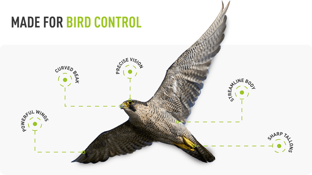 Decorative graphic highlighting the features of a falcon