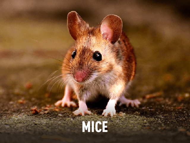 Mice