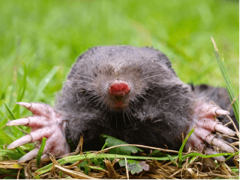 Mole 2.png