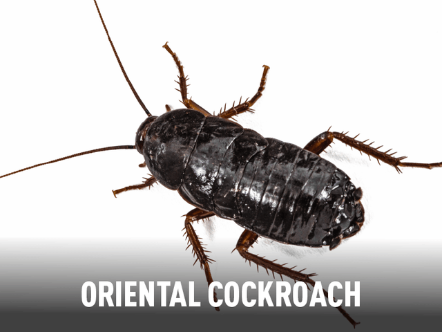 Oriental Cockroach