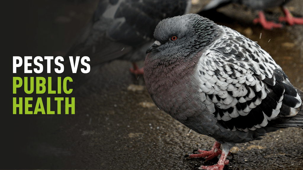 PESTS VS PUBLIC HEALTH.png