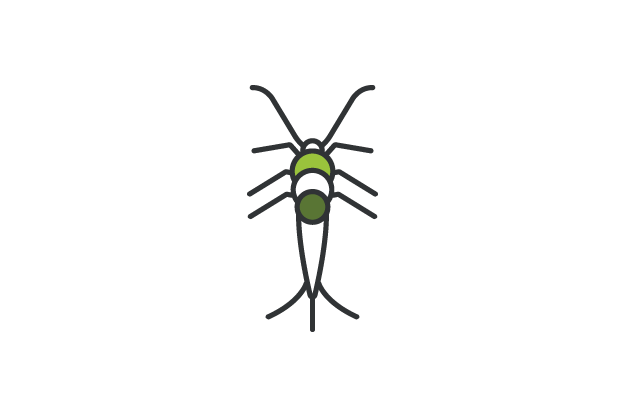 Vector illustration of a silverfish