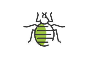 Bed Bug Vector