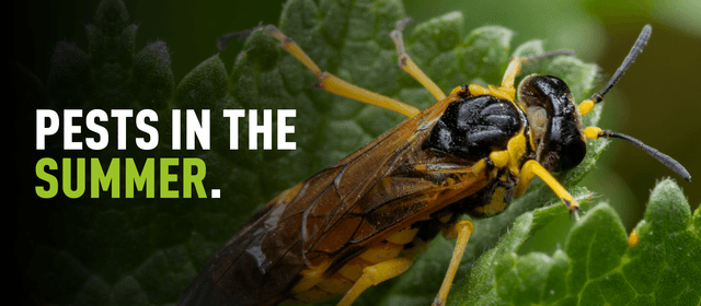 Closeup image of a wasp on a leaf with overlaying text which reads "pests in the summer"
