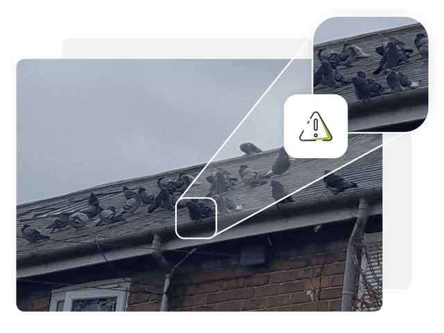 Pigeons on roof contained in decorative frame