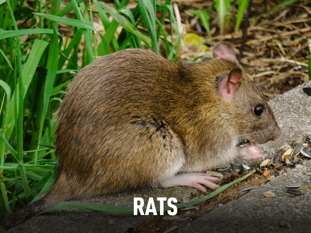 Rats