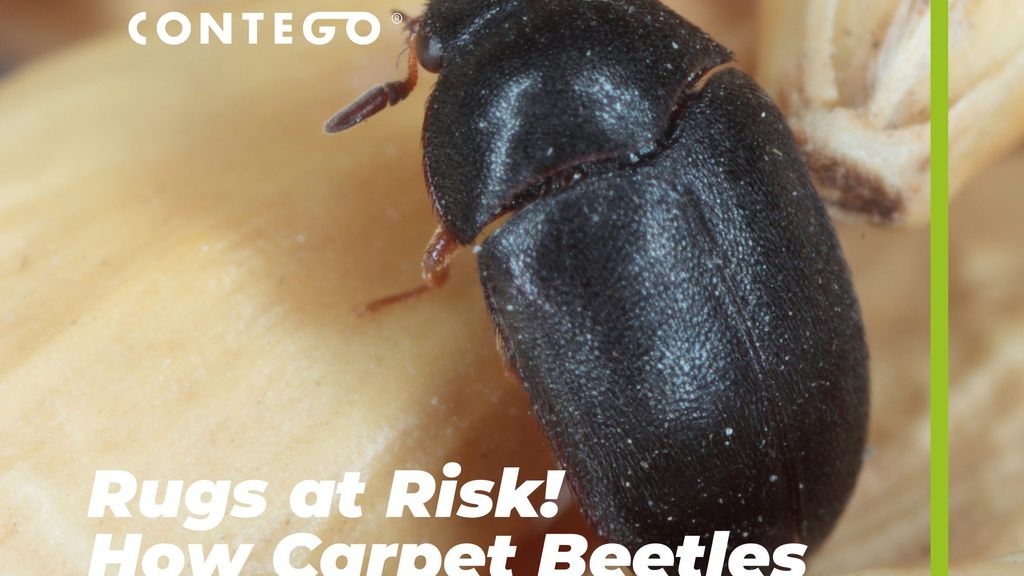 Rugs at Risk!