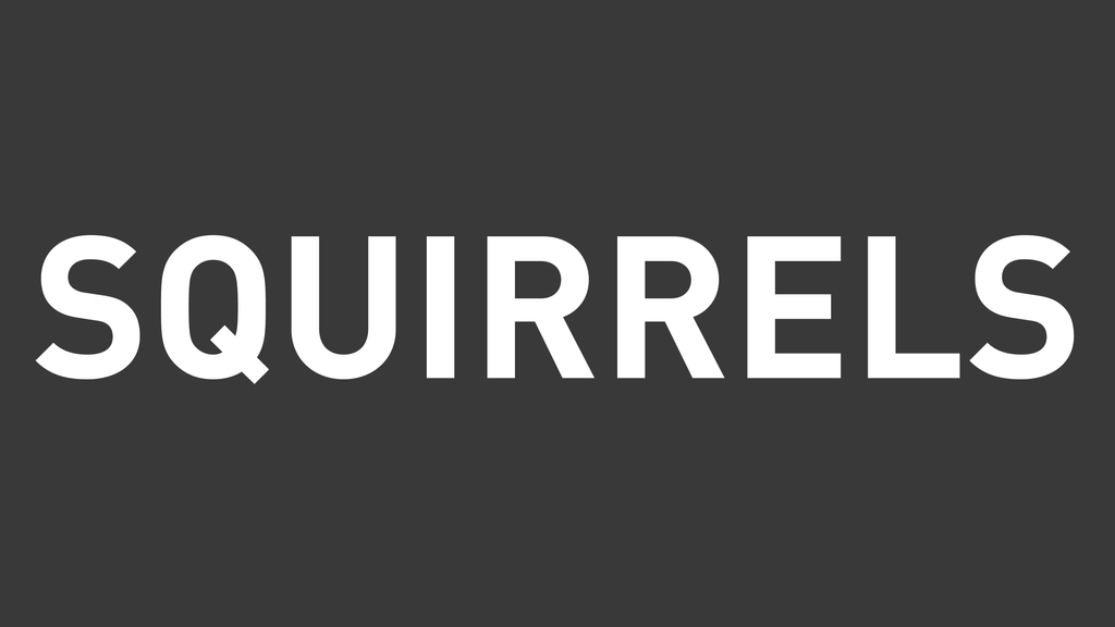 Squirrels
