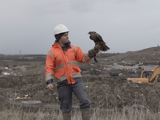 Landfill Falconry