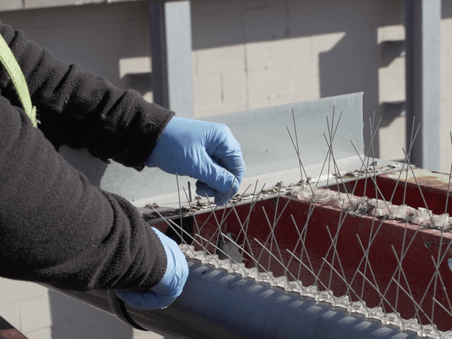 Bird Spikes Install