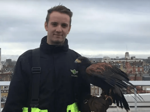 Falconry Bird control