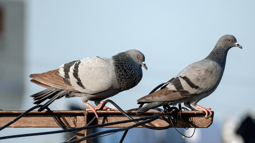 Pigeons