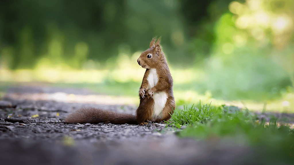 Squirrel