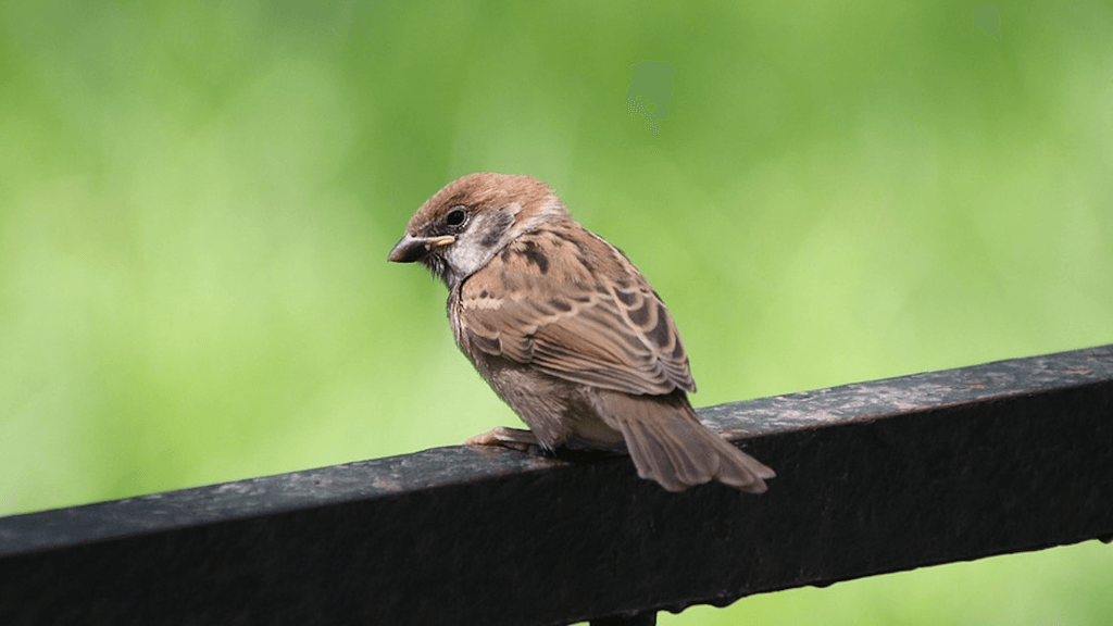 Sparrow