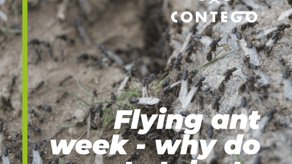 <strong>Flying Ant Week: Why Do Ants Take to the Skies?</strong>