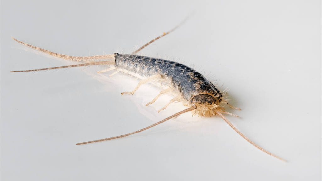 Silverfish 1.png