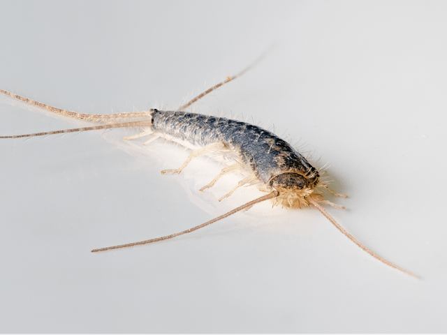 Silverfish on white background