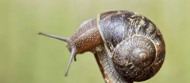 Slugs & Snails Card