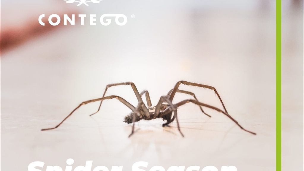 Spider Season is Approaching