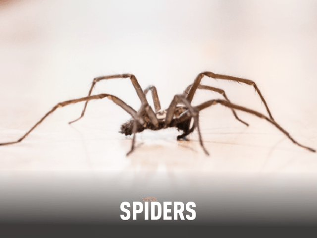 Spiders