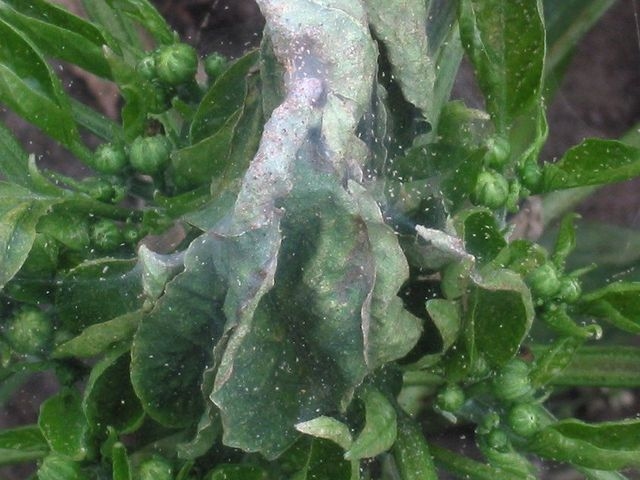 Tetranychus urticae infestation on a plant