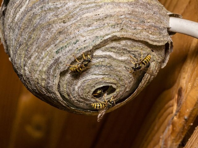 A wasp nest with wasps crawling the outside