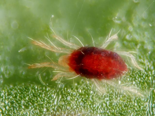 Female of the red form of the spider mite Tetranychus urticae.