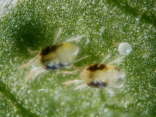 Two female with an egg of the green form of the spider mite Tetranychus urticae.