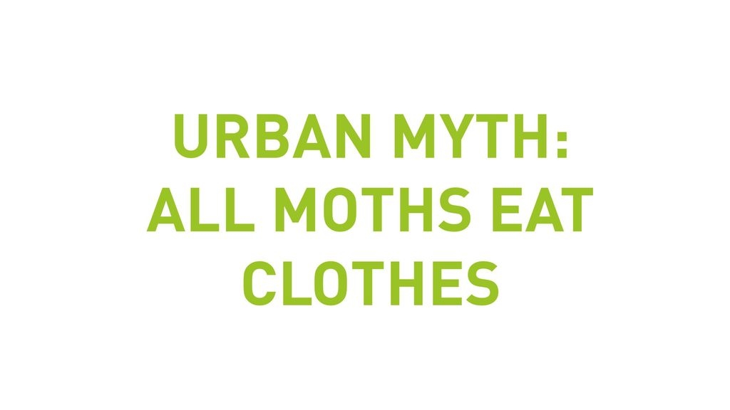 Urban Myth: All Moths Eat Clothes
