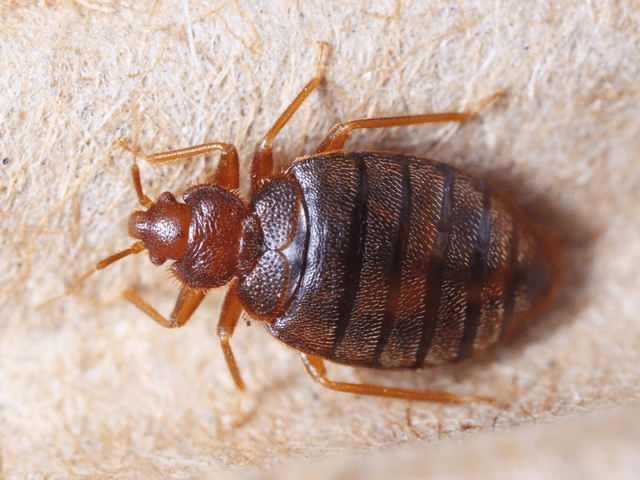 bedbug2